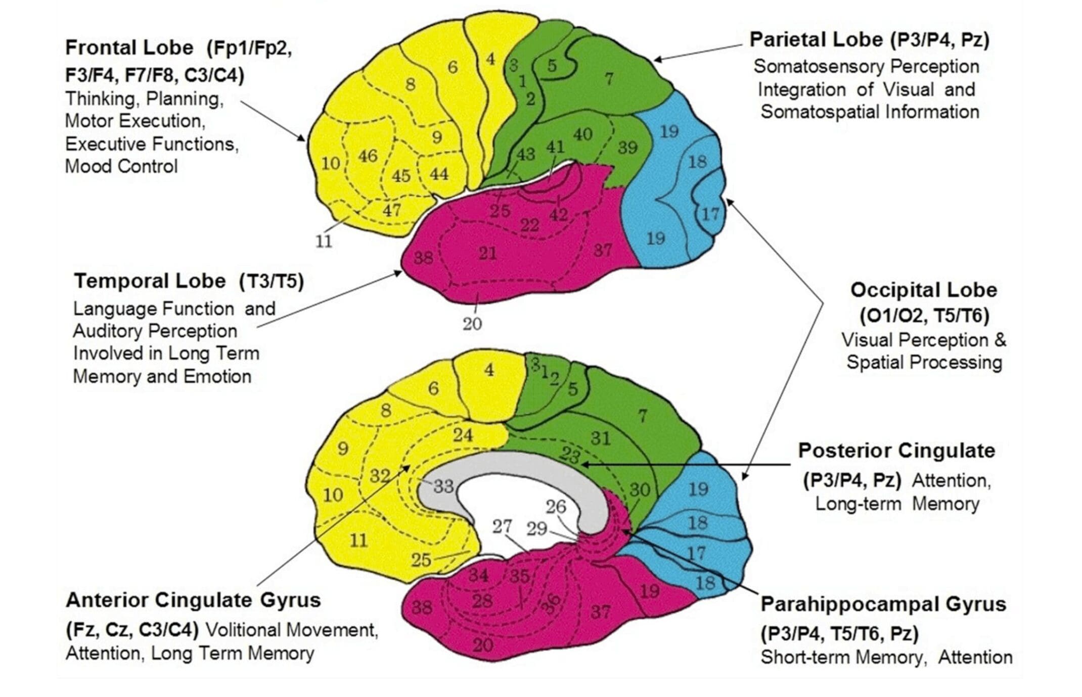 Brain Imaging Tampa Florida